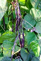 Runner bean, Phaseolus vulgaris Blaue Hilde 