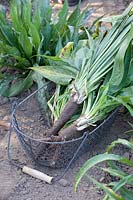 Harvested salsify in basket, Scorzonera hispanica Duplex 
