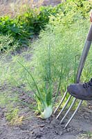 Harvesting bulb fennel, Foeniculum vulgare 