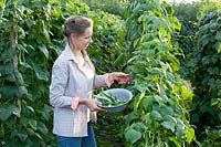 Woman harvesting runner beans, Phaseolus vulgaris 