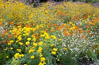 Bed with coneflower, marigold, celery, Rudbeckia triloba, Tagetes erecta, Gaura lindheimeri Snowstorm 