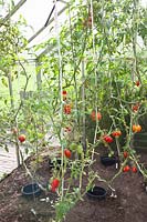 Almost harvested tomatoes in September, Solanum lycopersicum 