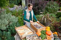 Store root vegetables in boxes with sand in autumn, Pastinaca sativa, Daucus carota, Beta vulgaris 