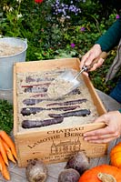 Store purple carrots in a box with sand in autumn, Daucus carota Purple Haze 