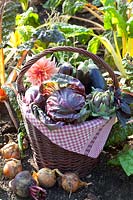 Harvest basket with radicchio, eggplant, artichokes 