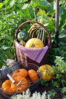 Still life harvest of pumpkin and zucchini, Cucurbita pepo Cocozelle di Tripolis, Cucurbita pepo Tondo di Nizza 