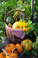 Harvest of pumpkin and zucchini, Cucurbita pepo Cocozelle di Tripolis, Cucurbita pepo Tondo di Nizza 