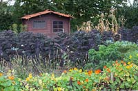 Vegetable garden with kale, Brassica oleracea 