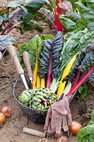 Swiss chard in harvest basket, Beta vulgaris Bright Lights 