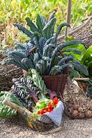 Palm cabbage and chard in the harvest basket, Brassica oleracea Nero di Toscana, Beta vulgaris Bright Lights 