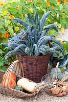 Palm cabbage and pumpkins in the harvest basket, Brassica oleracea Nero di Toscana, Cucurbita 