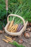 Yellow and purple carrots, Daucus carota Lobbericher Gelbe, Daucus carota Purple Haze 