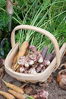 Carrots and Jerusalem artichoke in the harvest basket, Daucus carota Lobbericher Gelbe, Daucus carota Purple Haze, Helianthus tuberosus 