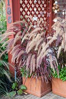 Fountain grass in pots, Pennisetum setaceum Rubrum 