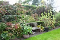 Seating in October, Rodgersia aesculifolia, Parrotia persica 