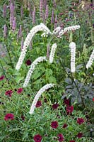 Black cohosh and chocolate flower, Actaea racemosa Queen of Sheba, Cosmos atrosanguineus 