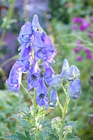 Monkshood, Aconitum carmichaelii 