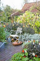 Autumn in the cottage garden, Dahlia David Howard, Phaseolus vulgaris, Helichrysum italicum 