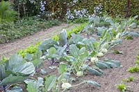 Vegetable garden in autumn, kohlrabi, red cabbage, strawberries, fennel, Brassica oleracea, Fragaria, Foeniculum vulgare 