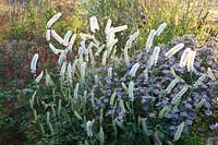 Portrait of Black Cohosh and Wild Aster, Actaea simplex White Pearl, Aster ageratoides Ashran 