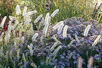 Portrait of Black Cohosh and Wild Aster, Actaea simplex White Pearl, Aster ageratoides Ashran 