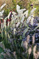 Portrait of Black Cohosh and Wild Aster, Actaea simplex White Pearl, Aster ageratoides Ashran 