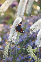 Portrait of Silver Candle with Admiral butterfly, Actaea simplex White Pearl, Vanessa atalanta 