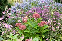 Bed with Hydrangea macrophylla Magical Amethyst, Aster laevis Calliope, Aster Beechwood Charme, Anemone hupehensis Splendens 