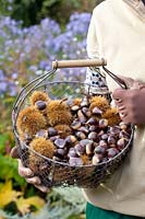 Woman holding basket of sweet chestnuts, Castanea sativa 