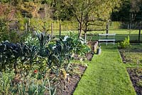 Vegetable garden with palm cabbage in late autumn, Brassica oleracea Nero di Toscana 