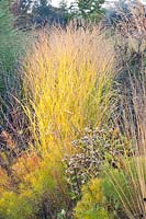 Portrait switchgrass, Panicum virgatum copper millet 