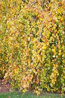 Portrait of weeping European beech, Fagus sylvatica Pendula 