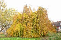 Portrait of weeping European beech, Fagus sylvatica Pendula 