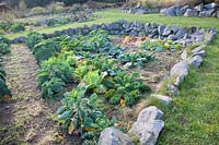 Cabbage in a permaculture bed, Brassica oleracea 