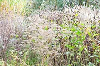 Seed heads of coneflower and golden valerian, Rudbeckia nitida Herbstsonne, Patrinia monandra 