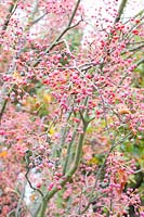 Portrait Rowan berries, Sorbus 