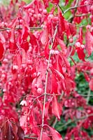 Spindle bush in autumn, Euonymus grandiflorus Red Wine 