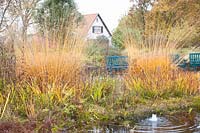 Bed with reed grass, Molinia arundinacea Windspiel 