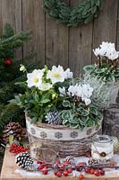 Winter arrangement with Christmas rose and cyclamen, Helleborus niger Jasper, Cyclamen 