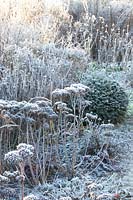 Bed with perennials and yew ball in frost, Taxus 