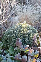Yew ball and perennials in frost, Taxus, Bergenia, Pennisetum 