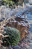 Yew ball with perennials in frost, Taxus, Sedum telephium Matrona, Crocosmia, Heuchera 