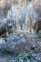 Seed heads in frost, stonecrop, blue rue, fairy thistle, sedum, perovskia, morina longifolia 