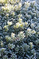 Portrait of yew in frost, Taxus baccata 