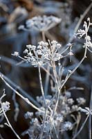 Portrait of seed heads of dill in frost, Anethum graveolens 