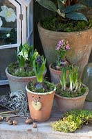 Hyacinths and crocuses in pots, Hyacinthus, Crocus vernus Flower Record 