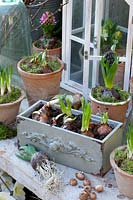 Pre-grown flower bulbs in pots and Narcissus Paperwhite in a drawer 
