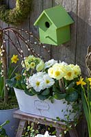 White and yellow primroses in a balcony box, Primula, Salix caprea Pendula 