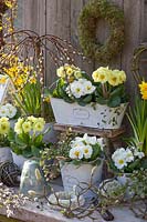 White and yellow primroses in a balcony box and pots, Primula, Saliix caprea Pendula 