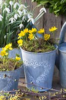 Pots with snowdrops and winter aconites, Galanthus nivalis, Eranthis hyemalis 